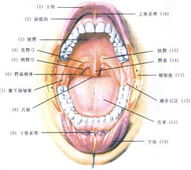 了解我們的口腔，更好地保護自己